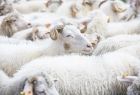 owce - stado które zostało poświęcone podczas uroczystości w Ludźmierzu 