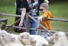 owce - stado które zostało poświęcone podczas uroczystości w Ludźmierzu - dziecko zza ogrodzenia wyciąga rękę do zwierząt aby je pogłaskać