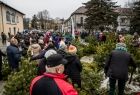 Mieszkańcy wybierają choinki w Krzeszowicach