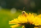 Pszczoła - zbliżenie