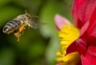 Pszczoła podlatuje do kwiatu
