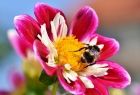 Pszczoła siedzi na kwiatku