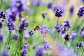 Przejdź do: 450 tys. zł na ochronę pszczół w Małopolsce