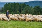 Baca idzie z owcami po trawie, z tyłu widoczny las i góry.