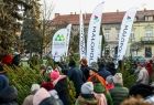 Przygarnij sosnę na święta