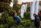 Przygarnij sosnę na święta