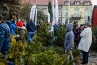 Przygarnij sosnę na święta
