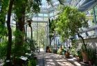 Wnętrze szklarni ogrodu botanicznego
