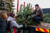 Przejdź do: Przygarnij sosnę na święta
