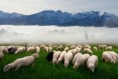 Przejdź do: VI Zjazd Karpacki