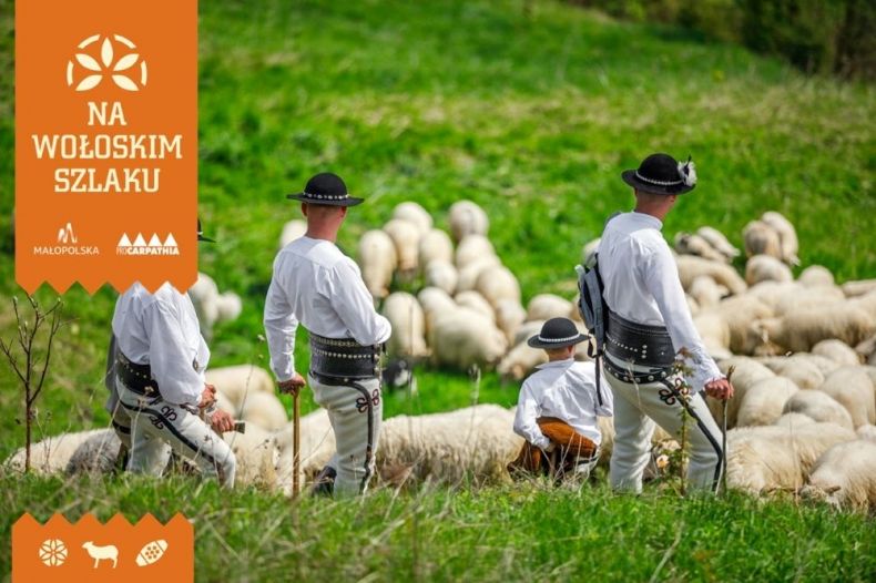 Górale na pastwisku z owcami.