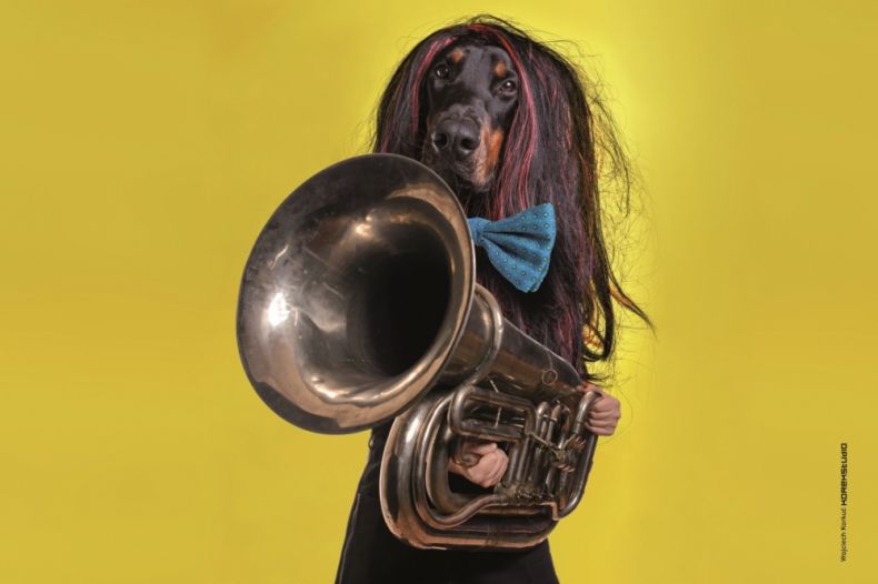 pies w peruce trzymający instrument muzyczny