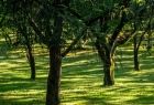 Lusławickie arboretum