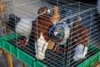 Otwarto zmodernizowane targowisko w Proszowicach