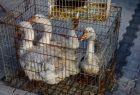 Otwarto zmodernizowane targowisko w Proszowicach