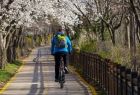 Rowerzysta jedzie ścieżką rowerową wśród zieleni.