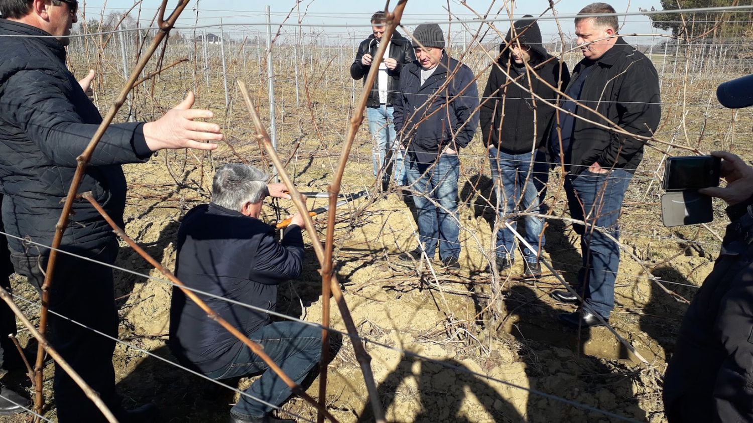 Na zdjęciu widać grupę mężczyzn stojących obok krzewów winogron w okresie jesiennym (same gałęzie). Jeden z mężczyzn pokazuje innym jak prawidłowo podcinać gałęzie.