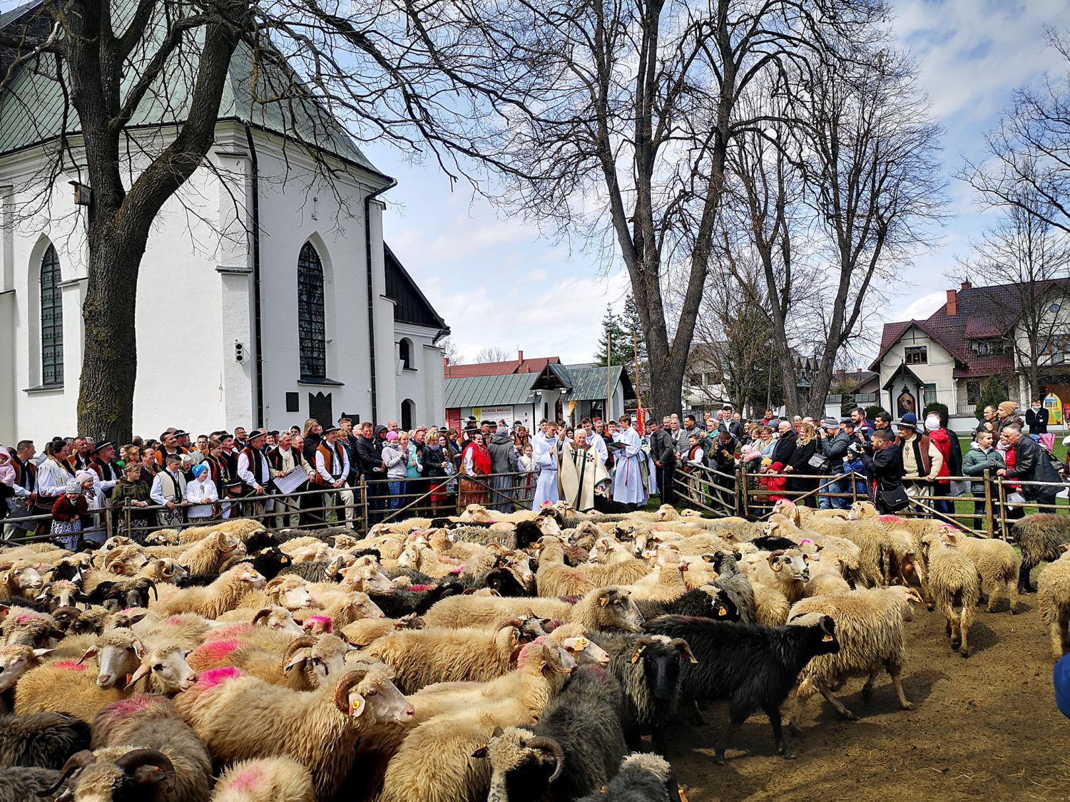 Poświęcenie stada owiec przed wyjściem na hale