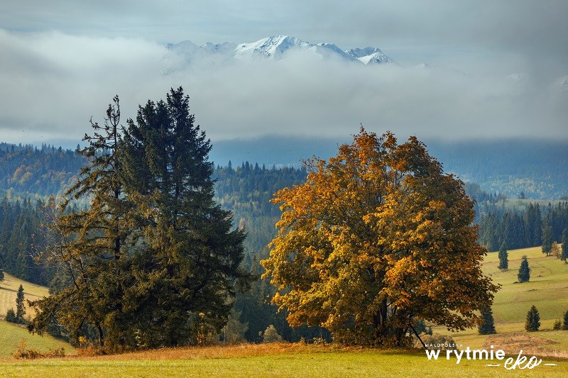 Widok na góry i las