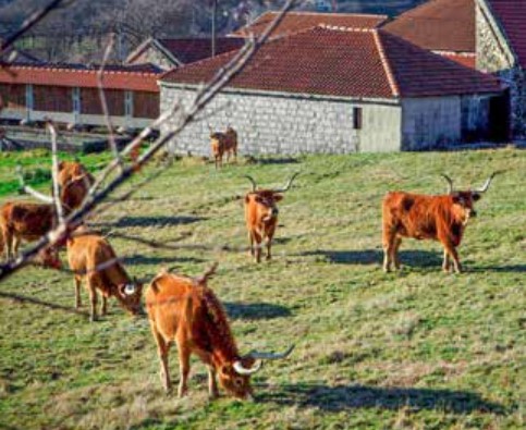 Krowy rasy Barrosso w Parku Peneda Geres