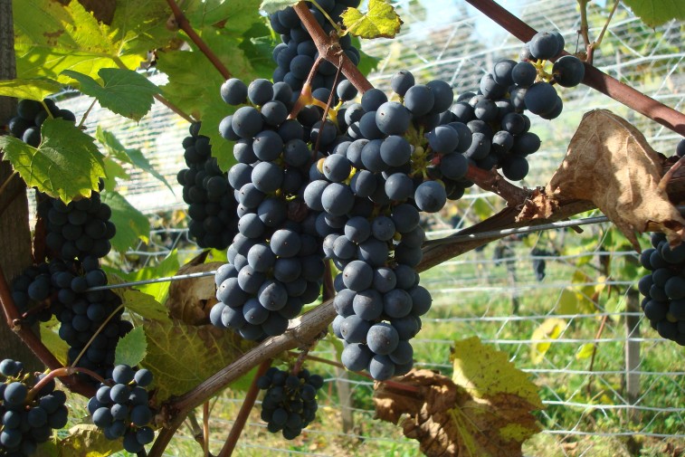 Kiść dojrzałych, ciemnych winogron wisząca na krzewie winorośli.