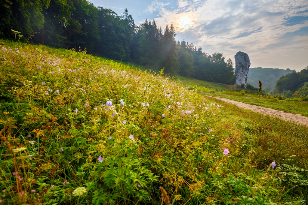 Zdjęcie przedstawia polanę w Pieskowej Skale w Maczugą Herkulesa w tle.