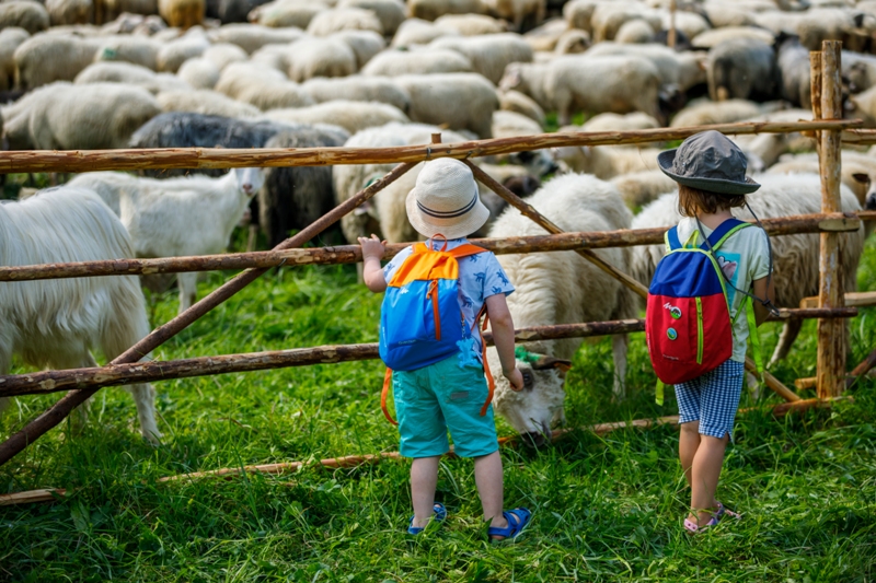 dzieci patrzące na stado owiec