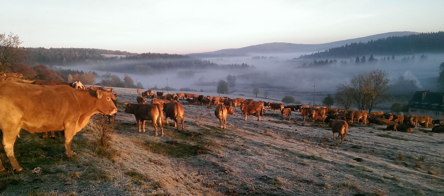 Stado czerwonych krów. W tle pagórkowaty krajobraz otulony mgłą.