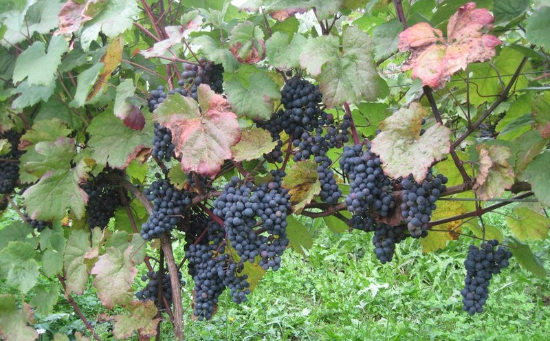Krzewy z ciemnymi winogronami.