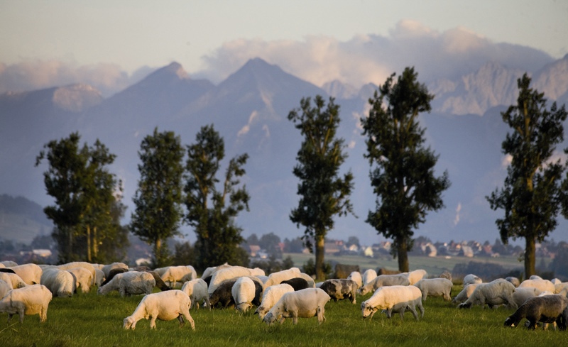 owce wypasające się na polanach, w tle góry