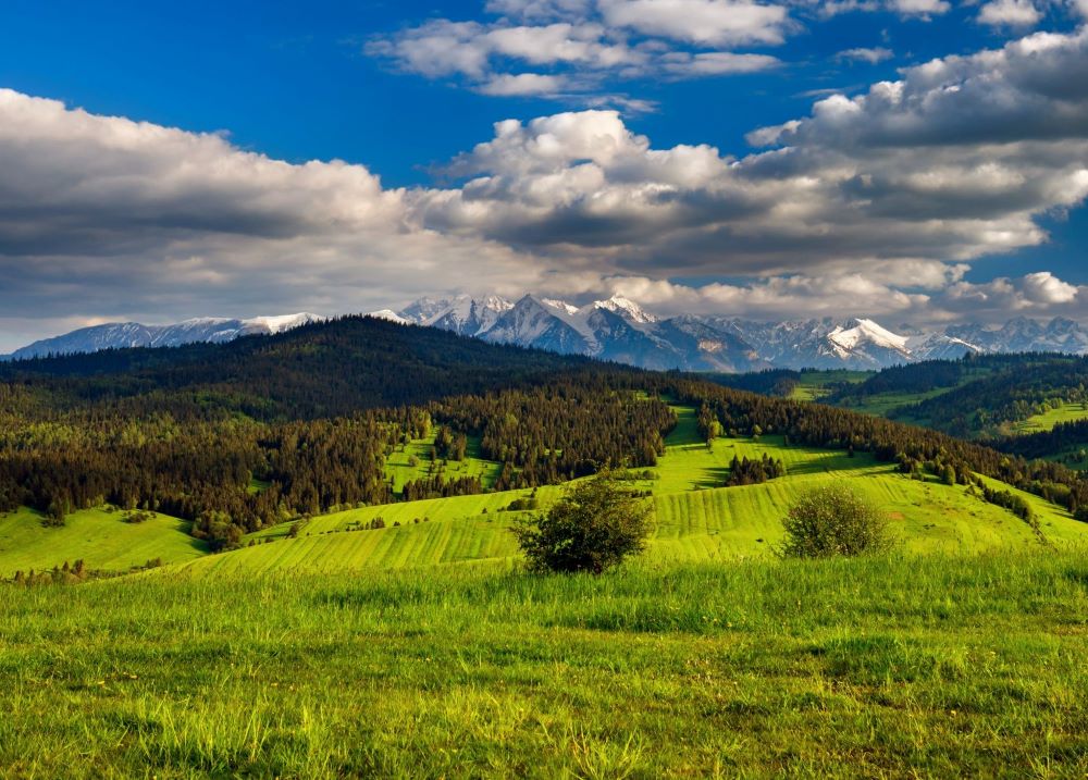 Widok na Tatry, na pierwszym planie widoczna zieleń.